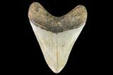 Fossil Megalodon Tooth - North Carolina #109672-2